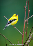 Goldfinch profile