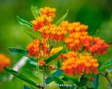 Orange and green