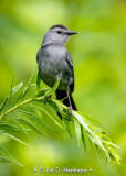 Catbird posing