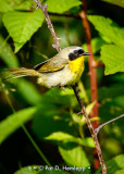 Perched in field