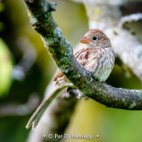 Relaxed sparrow
