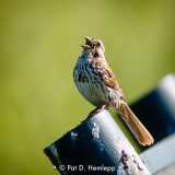 Singing from sign