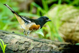 Towhee on log