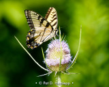 On top of teasel