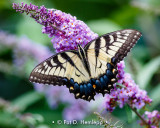 Feeding on flowers