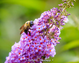 Probing for nectar