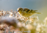 Backlit finch