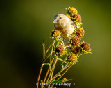 Goldfinch buffet