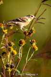 Fall perch