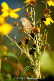 Field finch