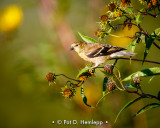 Finch food