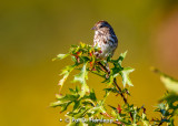 Quiet Song Sparrow