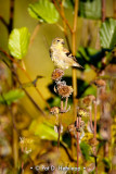 Among the plants