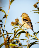 Finch, field, sky