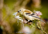 Finch and thistle