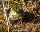 Frog out of water