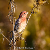 Male House Finch