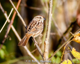 In a small tree