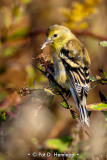 A full beak