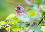 Feeding finch