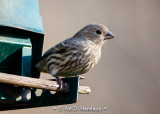 On a feeder