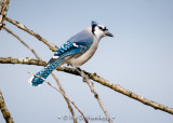 Blue Jay on blue