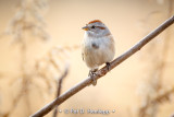 Isolated perch