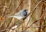 Junco in field