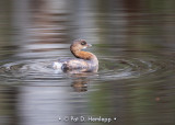 Grebe profile