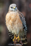 Hawk hunting