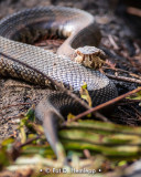 Snake watching