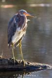 Backlit heron