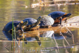 Row of turtles