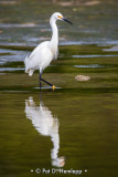 Snowy reflection