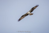 Osprey in flight