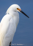 Egret at rest