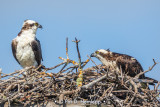 On the nest