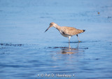 Willet walking