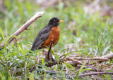 Low robin