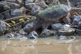 Snapper