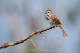 Song Sparrow