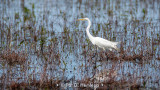 Egret in wetlands
