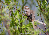 Sparrow and leaves