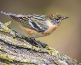 Bay-breasted Warbler