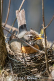 Robin on nest