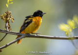 Ruffled oriole