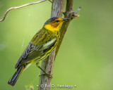 Cape May Warbler