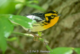 Blackburnian