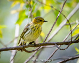 Female Blackburnian