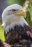 Eagle looking back
